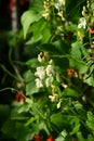 White and red bean flowers against a blue sky background Royalty Free Stock Photo