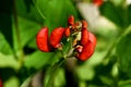 White and red bean flowers against a blue sky background Royalty Free Stock Photo