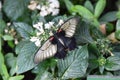 White red and black Butterfly Royalty Free Stock Photo