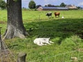 White Red of White black Frysian Holstein cows on a meadow Royalty Free Stock Photo