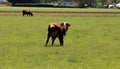 White Red of White black Frysian Holstein cows on a meadow Royalty Free Stock Photo