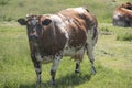 White Red of White black Frysian Holstein cows on a meadow Royalty Free Stock Photo