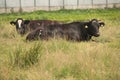 White Red of White black Frysian Holstein cows on a meadow Royalty Free Stock Photo