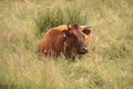 White Red of White black Frysian Holstein cows on a meadow Royalty Free Stock Photo