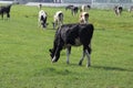 White Red of White black Frysian Holstein cows on a meadow Royalty Free Stock Photo