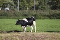 White Red of White black Frysian Holstein cows on a meadow Royalty Free Stock Photo