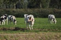 White Red of White black Frysian Holstein cows on a meadow Royalty Free Stock Photo