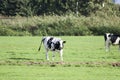 White Red of White black Frysian Holstein cows on a meadow Royalty Free Stock Photo