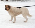 White, red and black spotted thick mongrel dog standing on snow