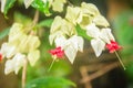 White and red bleeding-heart vine flower (Clerodendrum thomsoniae) with green background. Clerodendrum thomsoniae also known as bl Royalty Free Stock Photo