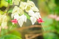 White and red bleeding-heart vine flower (Clerodendrum thomsoniae) with green background. Clerodendrum thomsoniae also known as bl Royalty Free Stock Photo