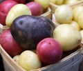 White, red and blue potatoes at the Jean-Talon Market is a farmer`s market in Montreal Royalty Free Stock Photo