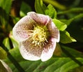 White in red, brown speckles, the plant is lit by the sun, helleborus
