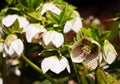 White in red, brown speckles, the plant is lit by the sun