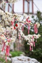 Different Bulgarian Martenitsa on blossoming tree Royalty Free Stock Photo