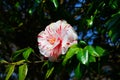 White and red Camellia flower