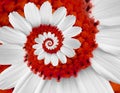 White red camomile daisy cosmos kosmeya flower spiral abstract fractal effect, pattern background. Royalty Free Stock Photo