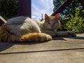 A white-red cat dozes in the shade at noon Royalty Free Stock Photo