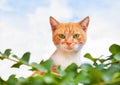 A white-red cat with green eyes Royalty Free Stock Photo