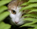 White-red cat looking into fern Royalty Free Stock Photo