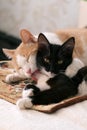 white and red cat mother hugs and licks a black and white kitten,little kitten watching to the camera