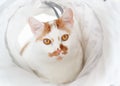 White and Red cat with orange eyes close up Royalty Free Stock Photo