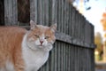 a white-red cat with a serious look looks at the camera against the background of a gray-green fence Royalty Free Stock Photo