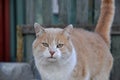 A white-red cat with a serious look looks at the camera against the background of a gray-green fence Royalty Free Stock Photo