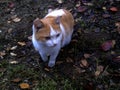 White-red cat stands on the ground