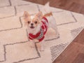 White and red chihuahua dog in a Christmas red suit in a room. The dog is barking