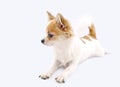 White with red chihuahua dog lying down isolated Royalty Free Stock Photo