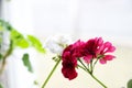 White and red couple, spanish ivy geranium with scarlet red flowers and white common geranium, Geranium Peltatum, Ivy-leaf