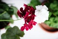 White and red couple, spanish ivy geranium with scarlet red flowers and white common geranium, Geranium Peltatum, Ivy-leaf