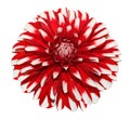 White Red Dahlia Royalty Free Stock Photo