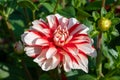 White-red dahlia flowers blossoming in garden Royalty Free Stock Photo