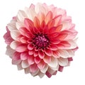 White and red dahlia isolated on a white or transparent background. White and red flower as a design element. Royalty Free Stock Photo