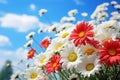 White and red daisies on the background of the blue sky. Royalty Free Stock Photo
