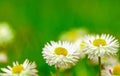 daisies on green grass on a blurry background Royalty Free Stock Photo