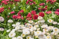 White and red daisy flowers blooming in the lawn during spring. Bellis perennis Pomponette English Daisy Royalty Free Stock Photo