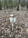 A white red deer at Wildpark Gangelt