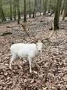 A white red deer in Wildpark Gangelt Royalty Free Stock Photo