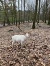 A white red deer in Wildpark Gangelt Royalty Free Stock Photo