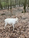 A white red deer in Wildpark Gangelt Royalty Free Stock Photo