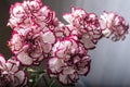 White and red dianthus caryophyllus bouquet Royalty Free Stock Photo