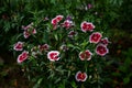 White and red Dianthus Chinensis or China Pink flowers Royalty Free Stock Photo