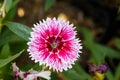 White red dianthus Chinensis Flowers Royalty Free Stock Photo