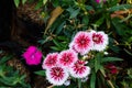 White red dianthus Chinensis Flowers Royalty Free Stock Photo