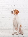 White with red English pointer dog sits in a photo Studio at the background of white brick wall