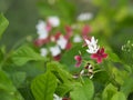 White and red flower on blurred nature background Royalty Free Stock Photo