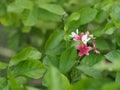White and red flower on blurred nature background Royalty Free Stock Photo